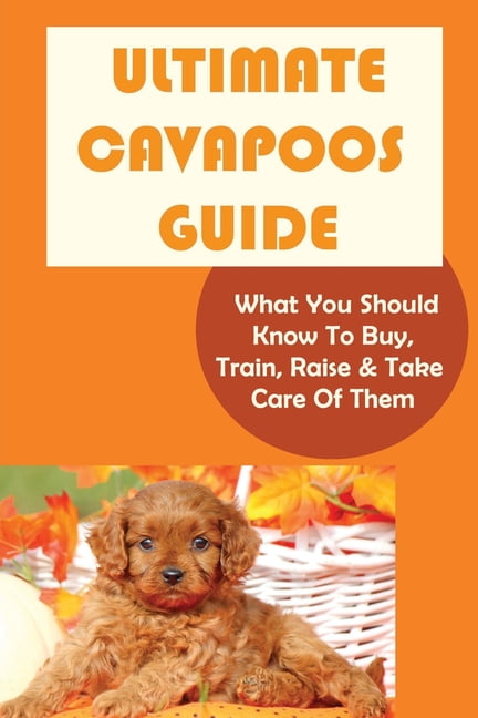 Buy cavapoo hot sale
