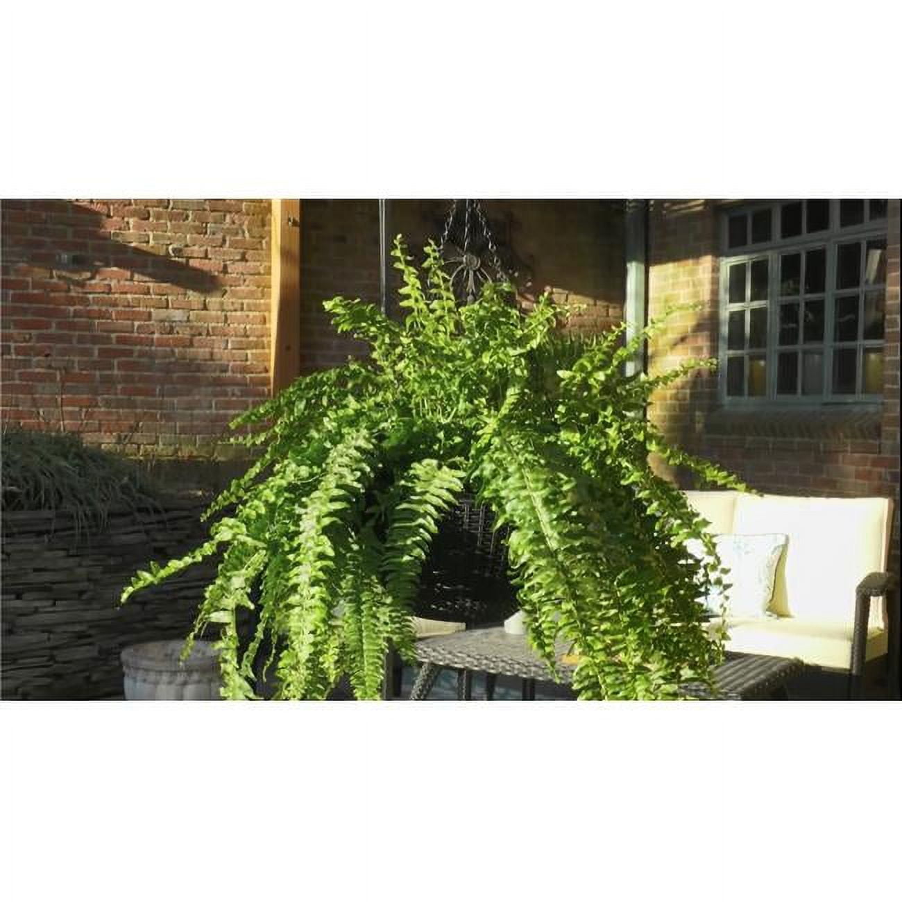 Brown 12" Steel and Polypropylene Self-Watering Hanging Baskets, Set of 2