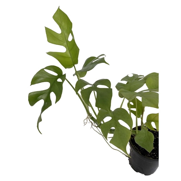 Ultra Rare Ginny Philodendron - Rhaphidophora tetrasperma -4" Pot- Mini Monstera