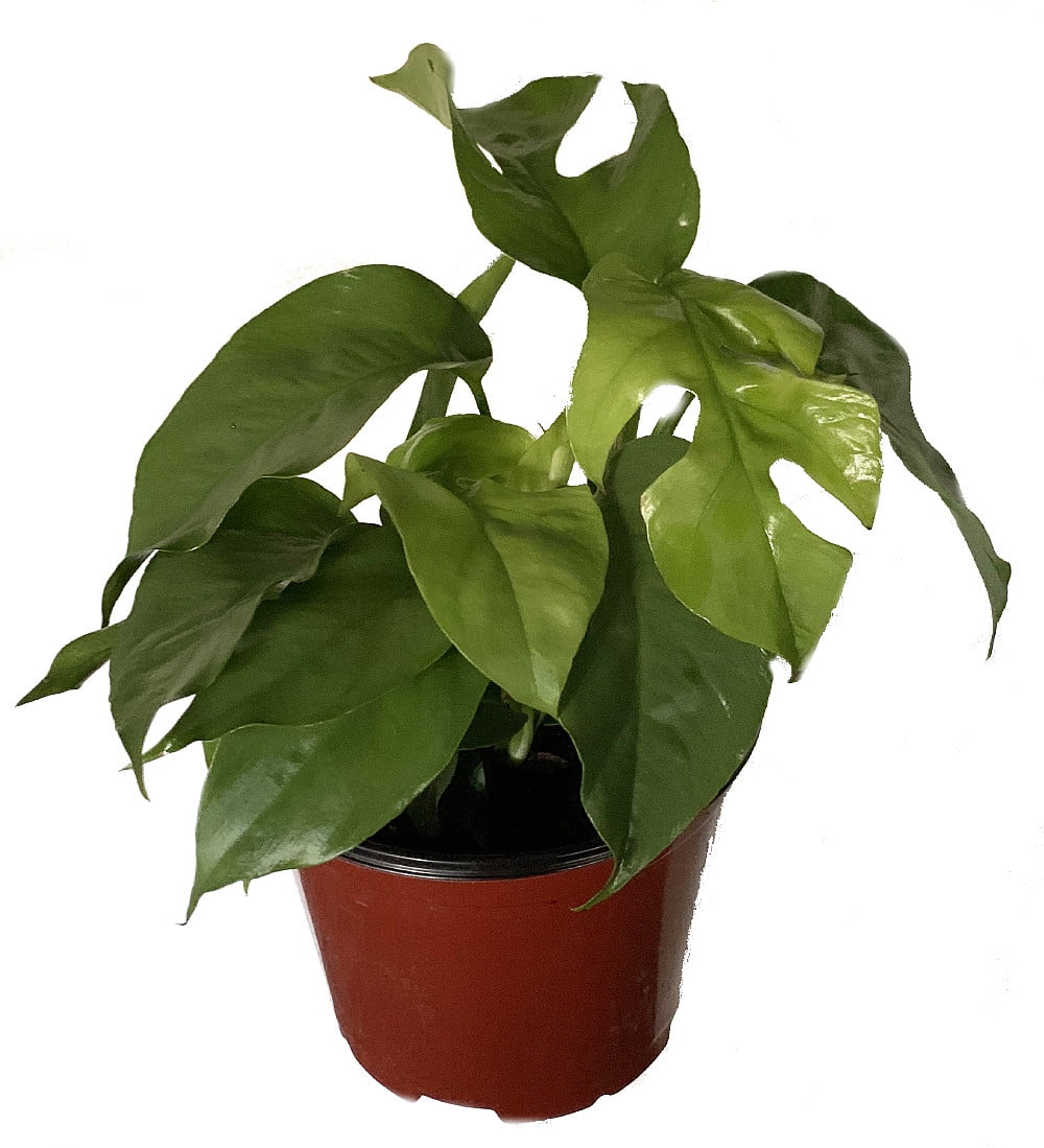 Ultra Rare Ginny Philodendron - Rhaphidophora tetrasperma -6" Pot- Mini  Monstera - Walmart.com