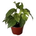 thumbnail image 1 of Ultra Rare Ginny Philodendron - Rhaphidophora tetrasperma -6" Pot- Mini Monstera, 1 of 3