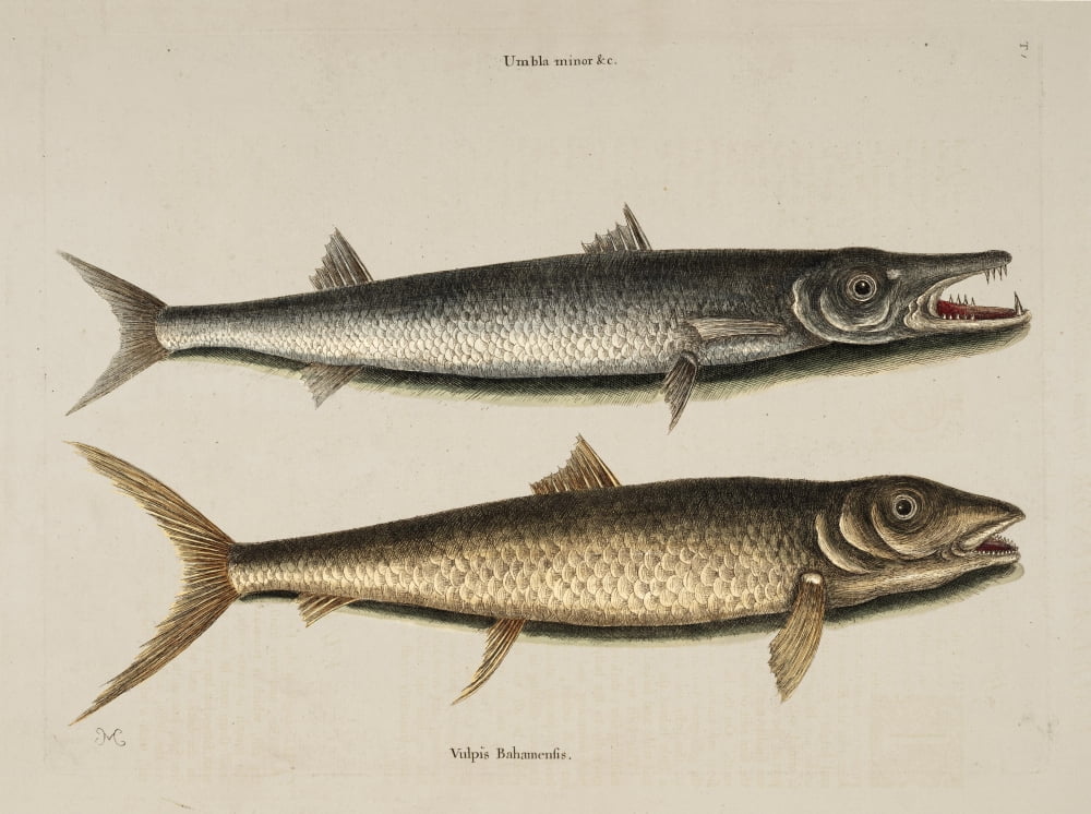 Umbla Vulpis Canvas Art - Mark Catesby (18 x 24)