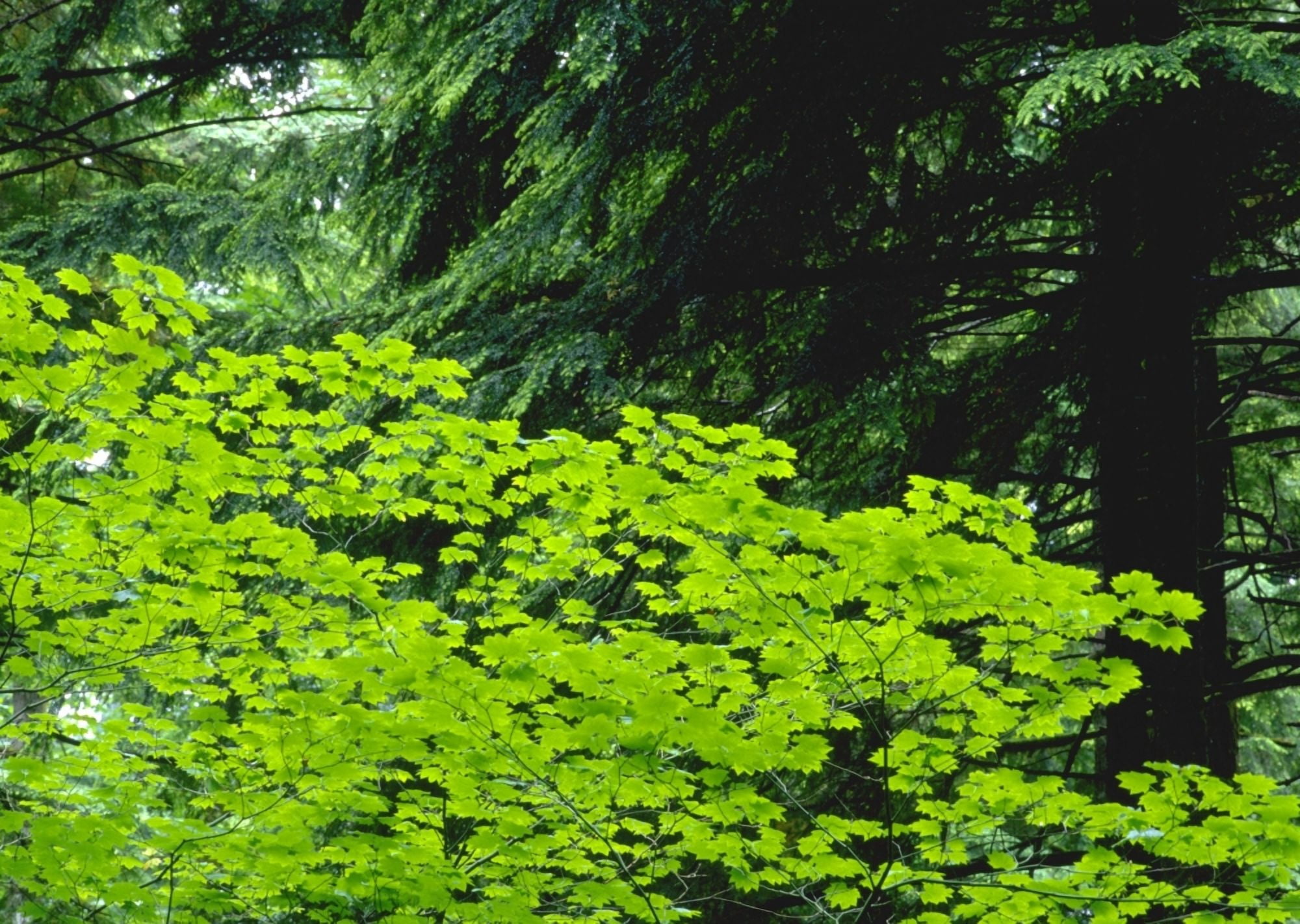 Umbrella Of Trees In Forest Canvas Art - Jim Weeks Design Pics (34 x 24)