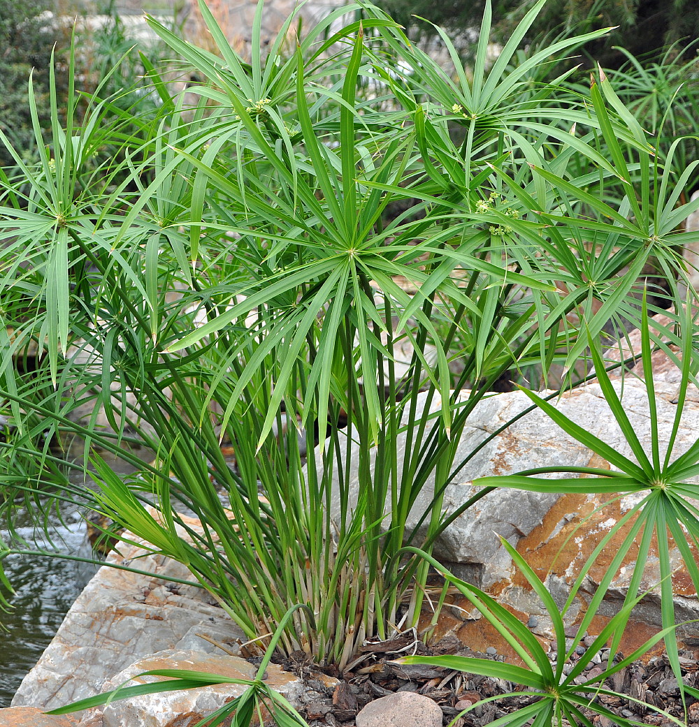 Umbrella Plant Plant - Cyperus alternifolia - Aquatic - 6" Pot - image 1 of 1