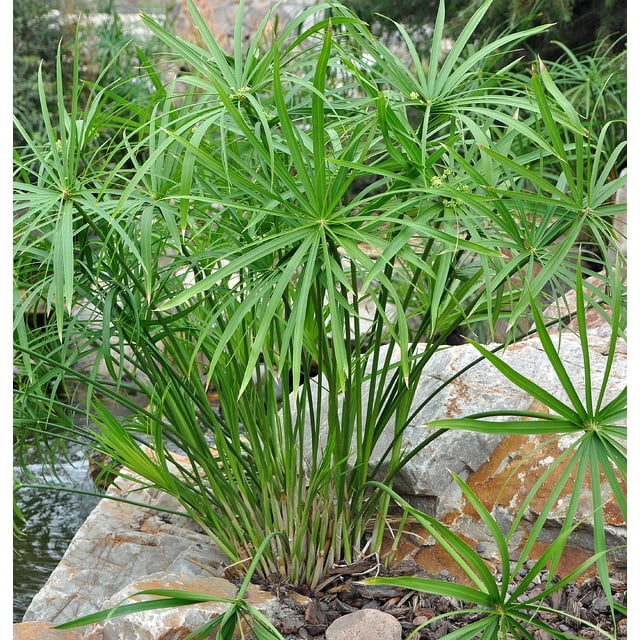 Umbrella Plant Plant - Cyperus alternifolia - Aquatic - 6" Pot