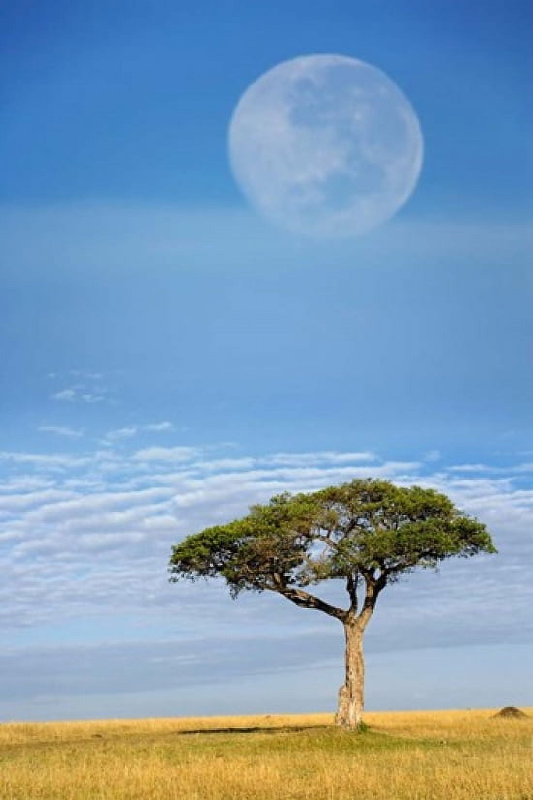 Umbrella Thorn Acacia Kenya Canvas Art - Adam Jones DanitaDelimont (23 x 35)