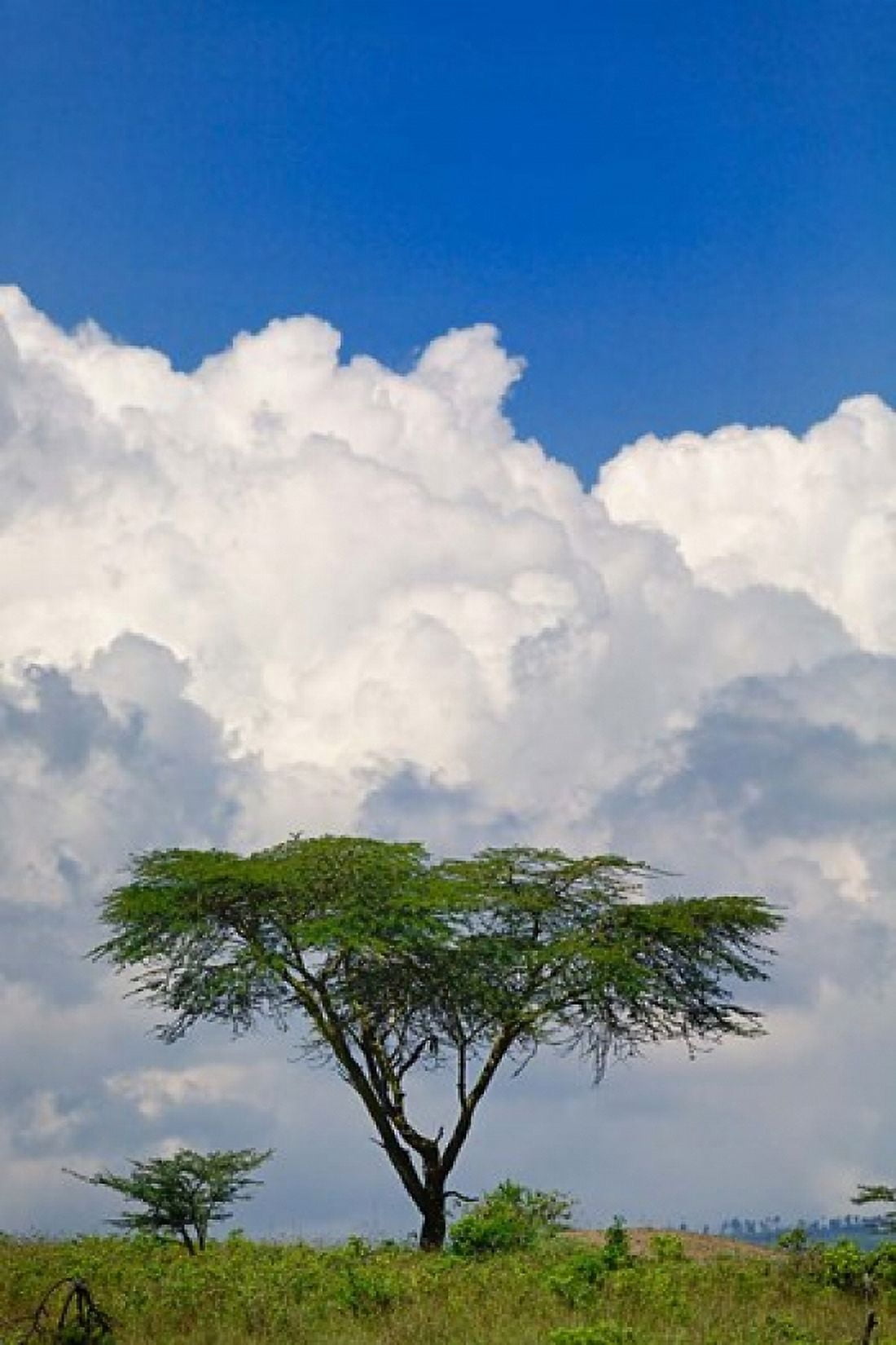 Umbrella Thorn Acacia Lake Nakuru National Park Kenya Canvas Art - Adam Jones DanitaDelimont (23 x 35)
