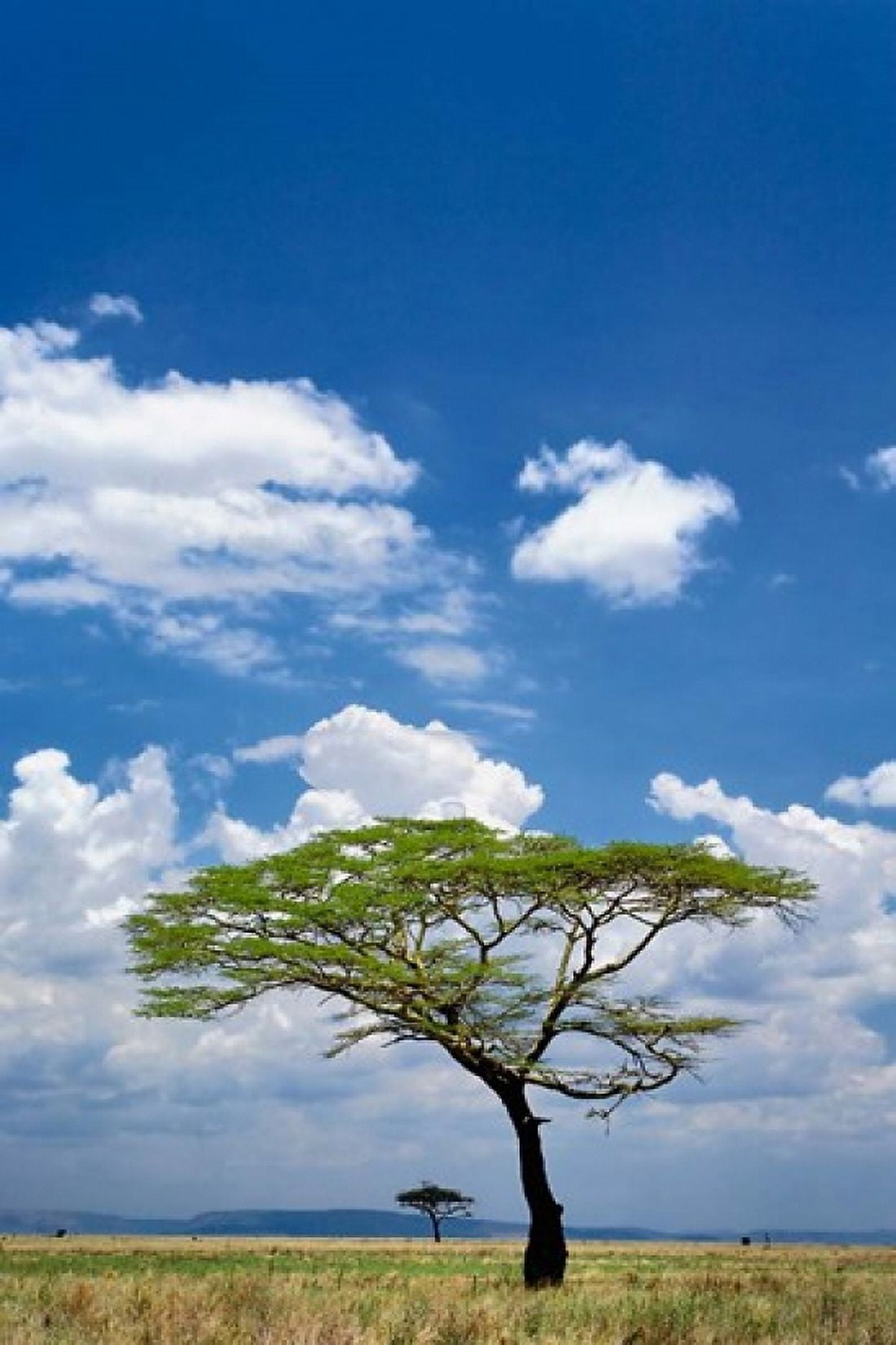 Umbrella Thorn Acacia Serengeti National Park Tanzania Canvas Art - Adam Jones DanitaDelimont (23 x 35)