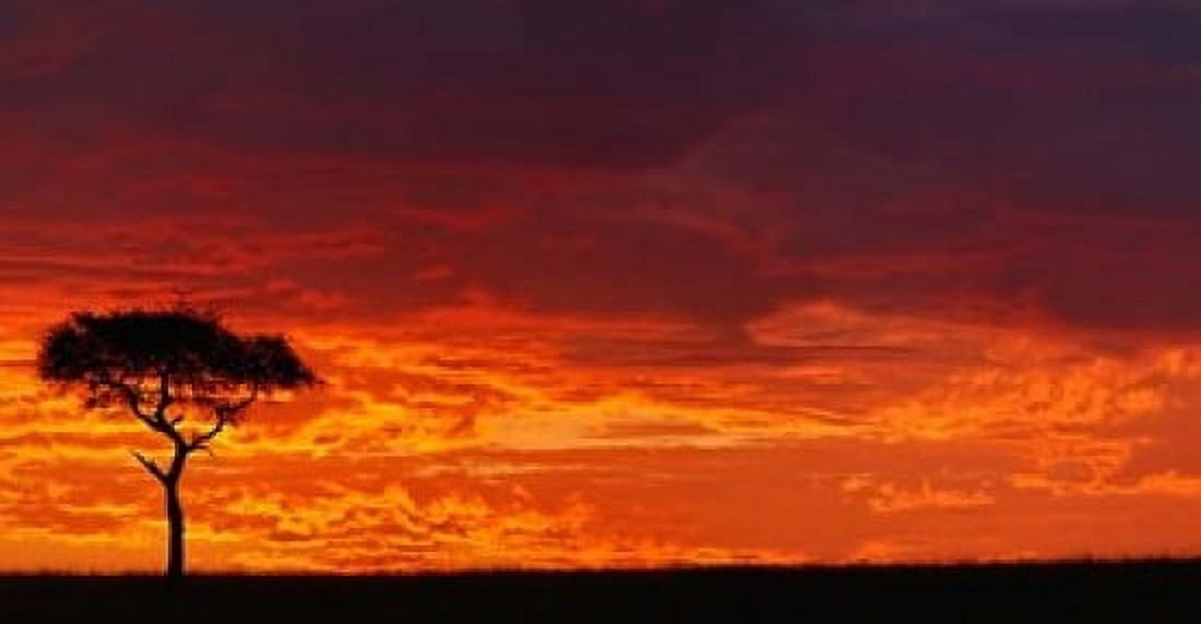 Umbrella Thorn Acacia against a Red Sky Kenya Canvas Art - Adam Jones DanitaDelimont (24 x 12)