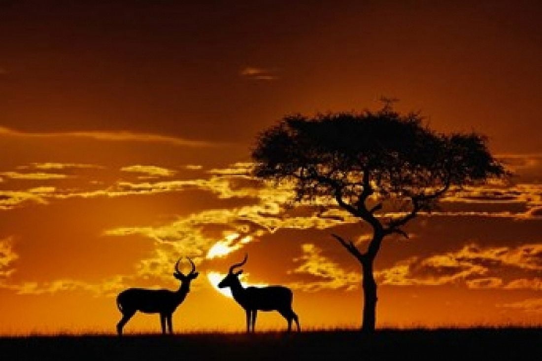 Umbrella Thorn Acacia and Impala Masai Mara Game Reserve Kenya Canvas Art - Adam Jones DanitaDelimont (24 x 15)