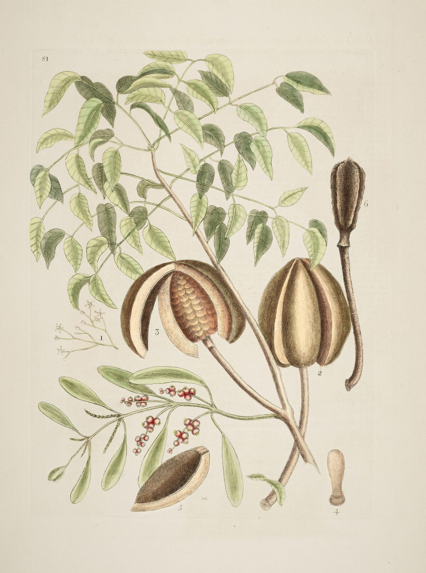 Umbrella Tree Canvas Art - Mark Catesby (18 x 24)