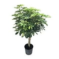 thumbnail image 1 of Umbrella Tree - 'Gold Capella' Live Braided Schefflera Arboricola - Florist Quality - Beautiful Indoor Tree - 3 Feet Tall, 1 of 7