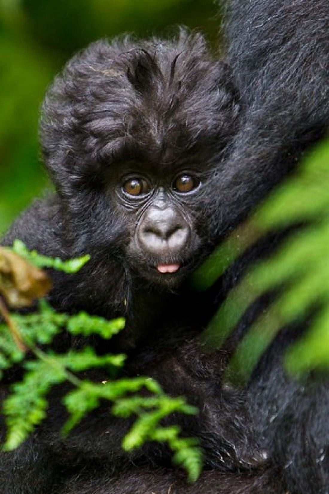 Umubano Group Of Mountain Gorillas Volcanoes National Park Rwanda Canvas Art - Ralph H Bendjebar DanitaDelimont (28 x 41)
