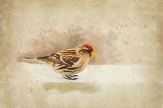 Uncommon Redpoll Canvas Art - Roberta Murray (12 x 18)