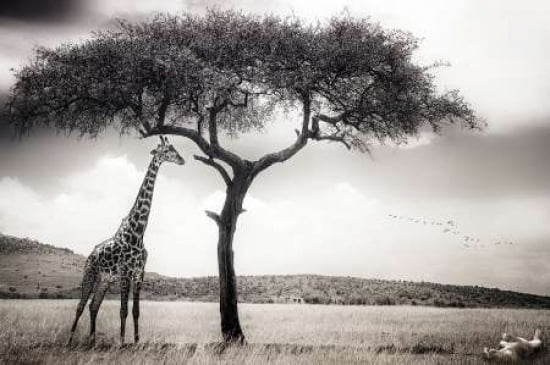 Under The African Sun Canvas Art - Piet Flour (12 x 18)