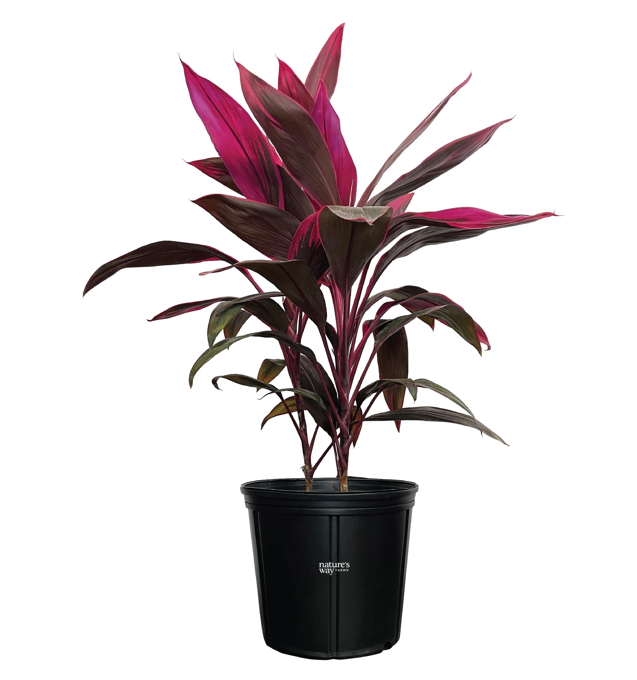Nature's Way Farms Under the Florida Sun 24" Assorted Colors Hawaiian Ti Live Plant in 2G Grower's Pot