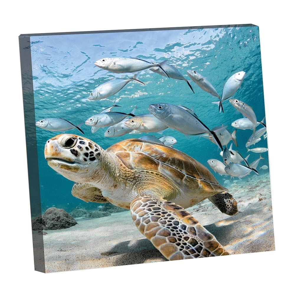 Under the Sea Animals-14"x14" Canvas Artwork - Multi-Color 30 x 30