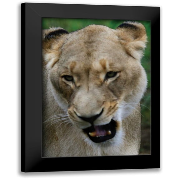 Underdahl, Dana 11x14 Black Modern Framed Museum Art Print Titled - Lion II