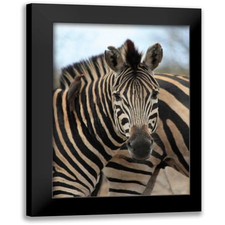 Underdahl, Dana 11x14 Black Modern Framed Museum Art Print Titled - Sarari Zebra I