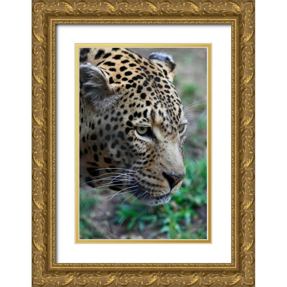 Underdahl, Dana 11x14 Gold Ornate Wood Framed with Double Matting Museum Art Print Titled - Leopard II