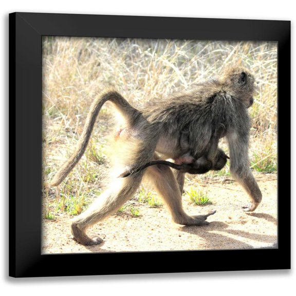 Underdahl, Dana 12x12 Black Modern Framed Museum Art Print Titled - Safari Baboon and Baby II