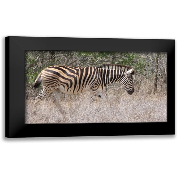 Underdahl, Dana 14x10 Black Modern Framed Museum Art Print Titled - Safari Zebra III