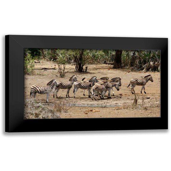 Underdahl, Dana 14x10 Black Modern Framed Museum Art Print Titled - Safari Zebras Group I