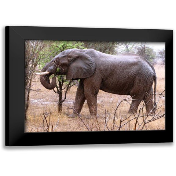 Underdahl, Dana 14x11 Black Modern Framed Museum Art Print Titled - African Elephant I