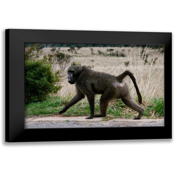 Underdahl, Dana 14x11 Black Modern Framed Museum Art Print Titled - Baboon V