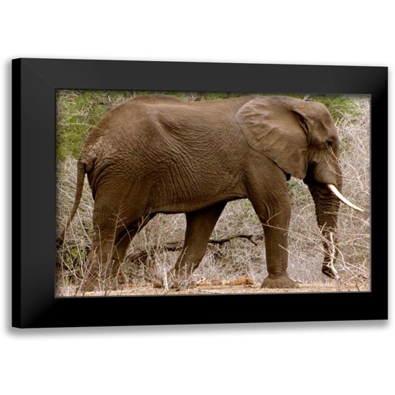Underdahl, Dana 14x11 Black Modern Framed Museum Art Print Titled - Elephant I