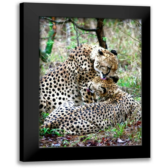 Underdahl, Dana 14x18 Black Modern Framed Museum Art Print Titled - Cheetah III