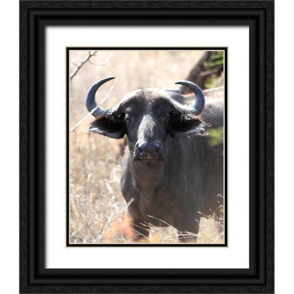 Underdahl, Dana 15x18 Black Ornate Wood Framed with Double Matting Museum Art Print Titled - Cape Buffalo I