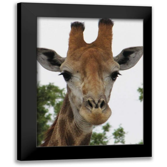 Underdahl, Dana 19x24 Black Modern Framed Museum Art Print Titled - Giraffe Portrait III