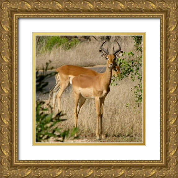Underdahl, Dana 20x20 Gold Ornate Wood Framed with Double Matting Museum Art Print Titled - Impala III