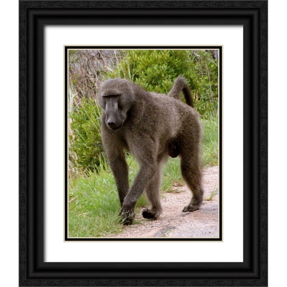 Underdahl, Dana 20x24 Black Ornate Wood Framed with Double Matting Museum Art Print Titled - Baboon II