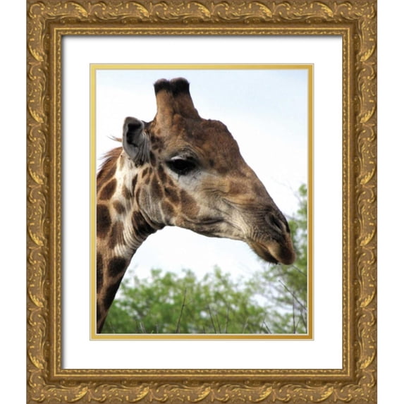 Underdahl, Dana 20x24 Gold Ornate Wood Framed with Double Matting Museum Art Print Titled - Giraffe Portrait IV
