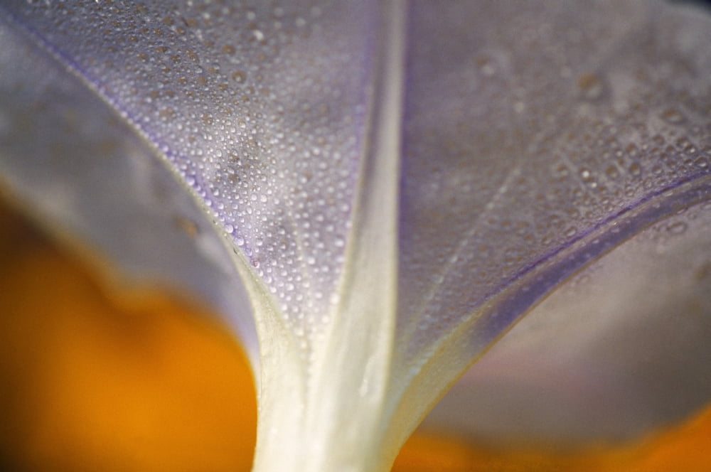 Underside Of A Flower Blossom With Dew Canvas Art - Natural Selection Craig Tuttle Design Pics (36 x 24)
