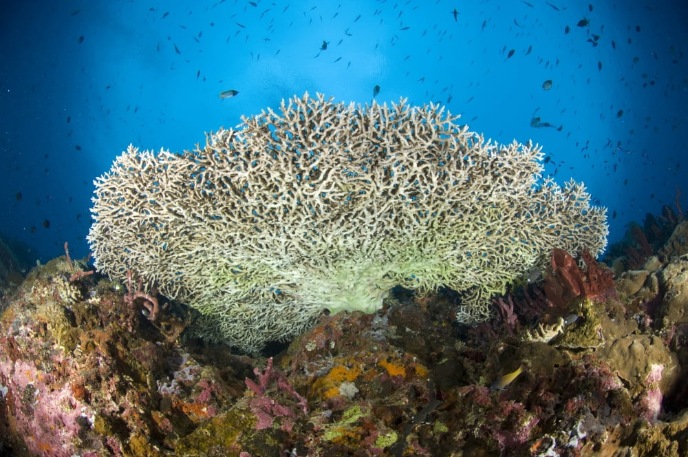 Underside of a table coral Papua New Guinea Canvas Art - Steve JonesStocktrek Images (18 x 12)