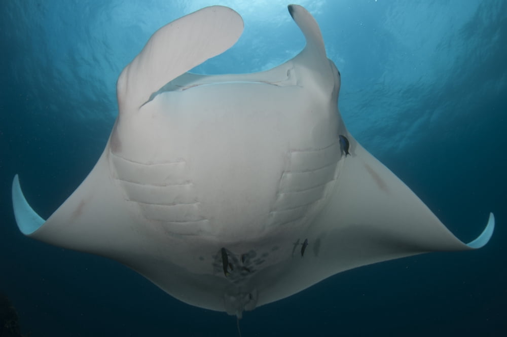 Underside view of a giant oceanic manta ray Raja Ampat Indonesia Canvas Art - Steve JonesStocktrek Images (18 x 12)