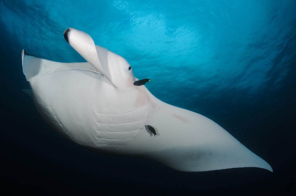 Underside view of a giant oceanic manta ray Raja Ampat Indonesia Canvas Art - Steve JonesStocktrek Images (18 x 12)