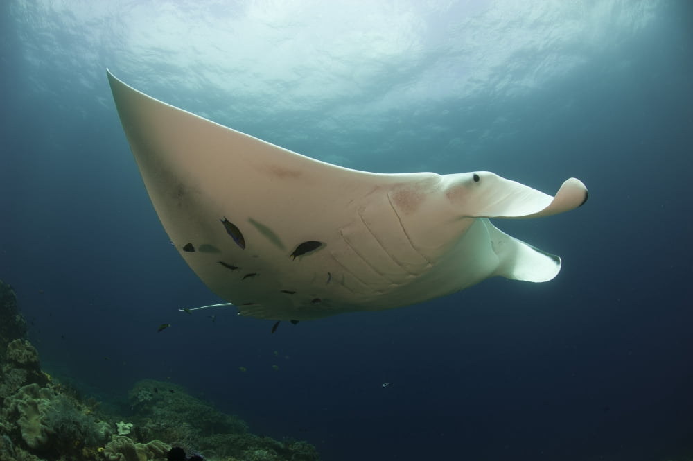 Underside view of a giant oceanic manta ray Raja Ampat Indonesia Canvas Art - Steve JonesStocktrek Images (35 x 23)