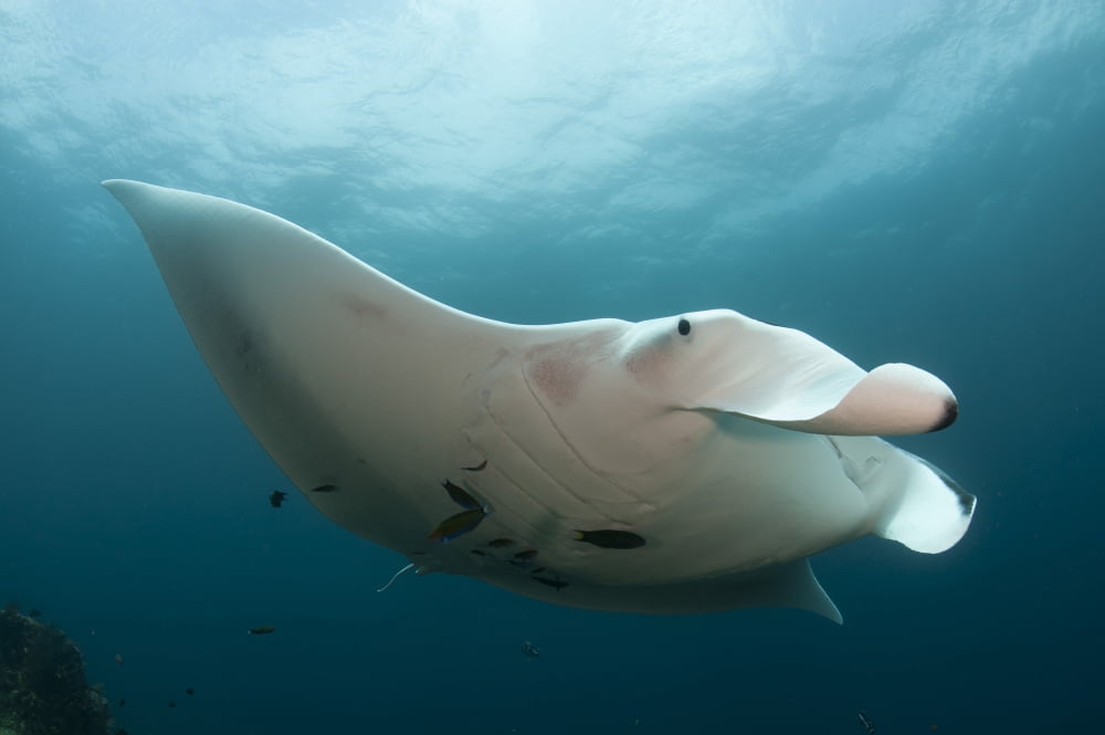 Underside view of a giant oceanic manta ray Raja Ampat Indonesia Canvas Art - Steve JonesStocktrek Images (35 x 23)