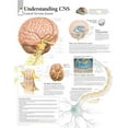 thumbnail image 1 of Understanding CNS Chart: Wall Chart (Other), 1 of 2