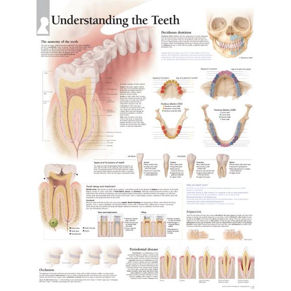 Understanding The Teeth chart : Laminated Wall Chart (Wallchart)