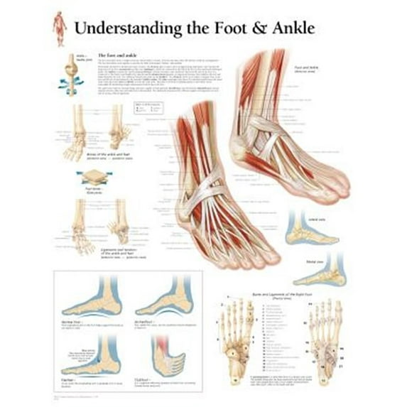 Understanding the Foot & Ankle chart : Wall Chart (Wallchart)