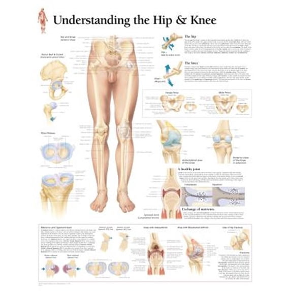 Hip Basicplus Chart.pdf Pre-Owned Understanding the Hip & Knee Chart: Wall Chart (Other ...