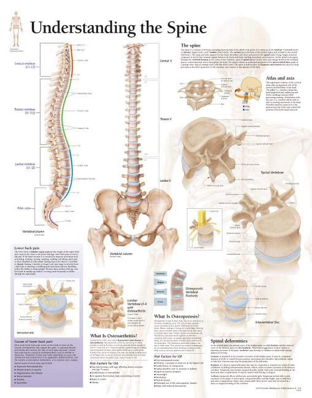 Understanding the Spine chart : Laminated Wall Chart (Wallchart ...