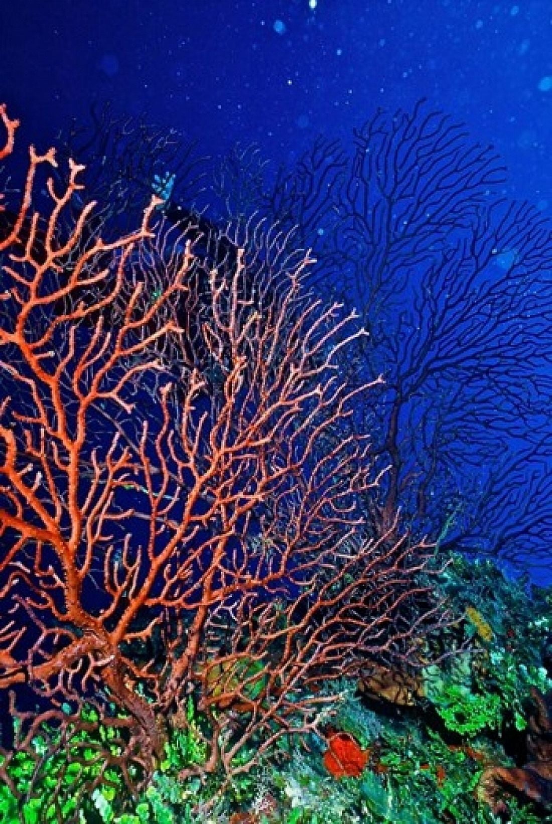 Underwater Bonaire Netherlands Antilles Canvas Art - Connie Bransilver DanitaDelimont (24 x 36)