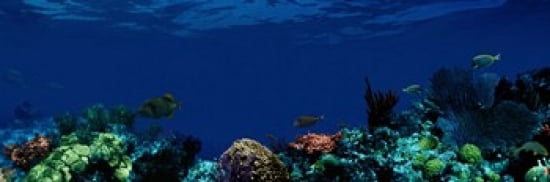 Underwater Canvas Art - Panoramic Images (36 x 12)