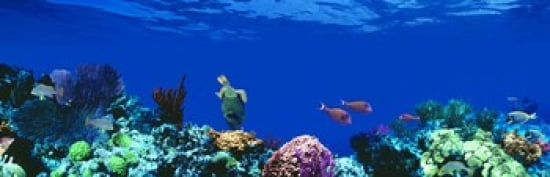 Underwater Caribbean Sea Canvas Art - Panoramic Images (36 x 12)